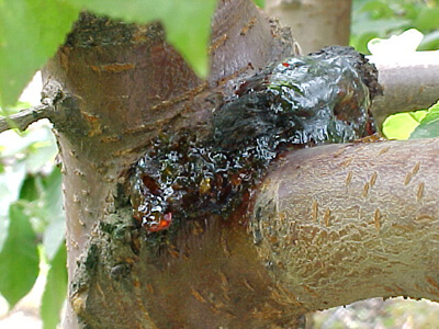 Cancro Bacteriano da Ameixeira
