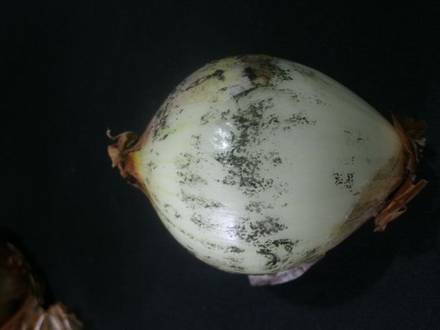 Carvão da Cebola