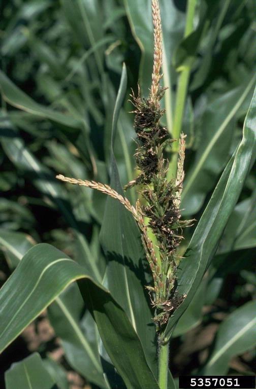 Carvão da Panícula do Sorgo