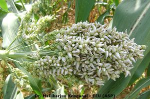 Carvão Coberto do Sorgo