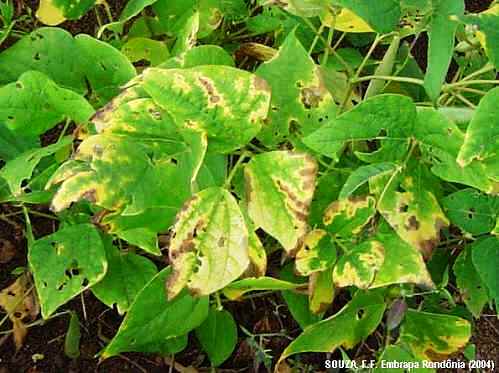 Crestamento Bacteriano Comum