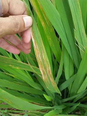 Estrias Bacterianas do Arroz