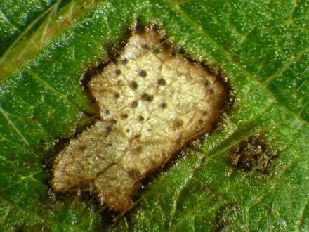 Mancha de Phyllosticta do Kiwi