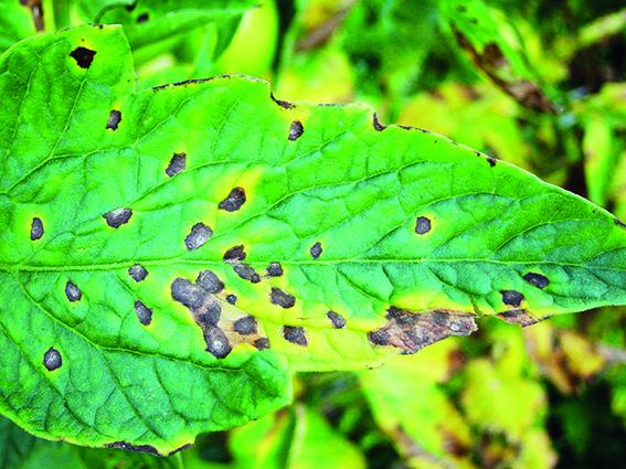 Mancha de Septoria do Girassol