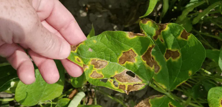 Mancha Foliar por Fusarium