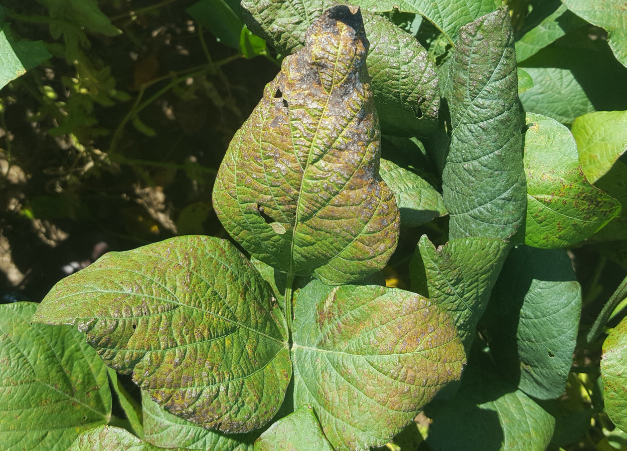 Cercospora da Soja