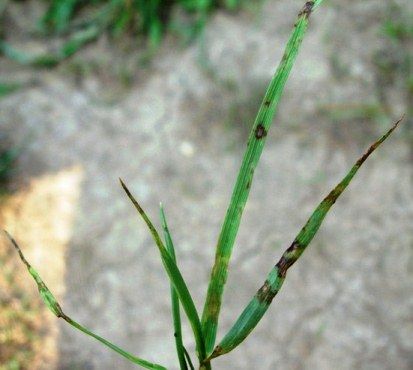 Mancha Reticular da Aveia