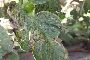 Mancha Foliar do Mirtilo