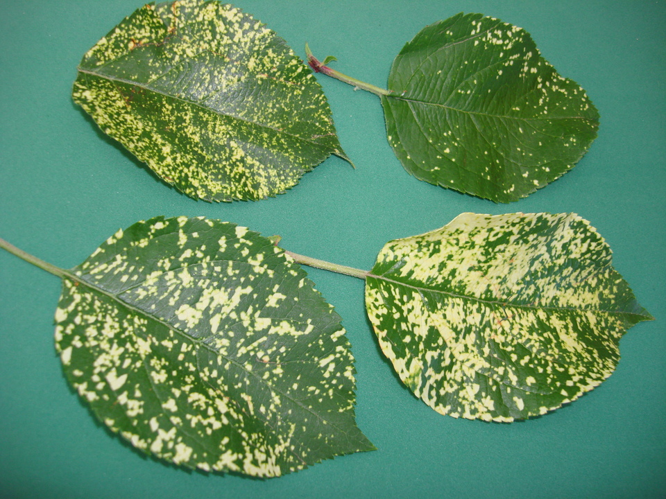 Vírus do Mosaico do Abacate