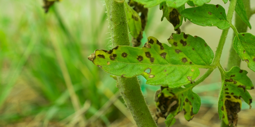 Murcha de Fusarium
