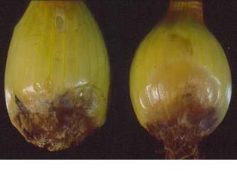 Podridão Basal de Fusarium da Cebola
