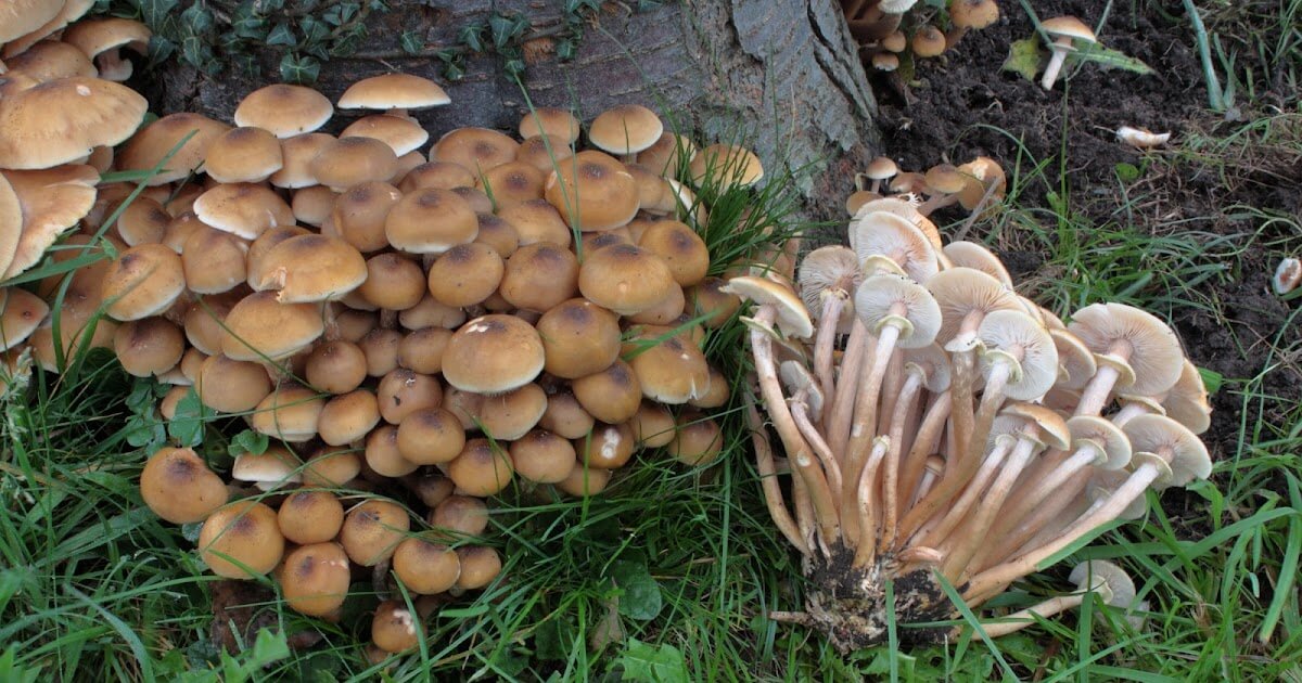 Podridão de Armillaria