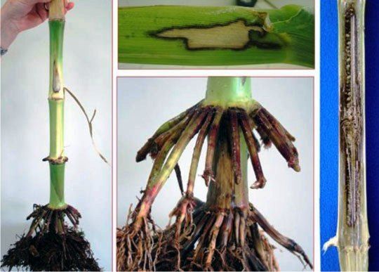 Podridão de Fusarium