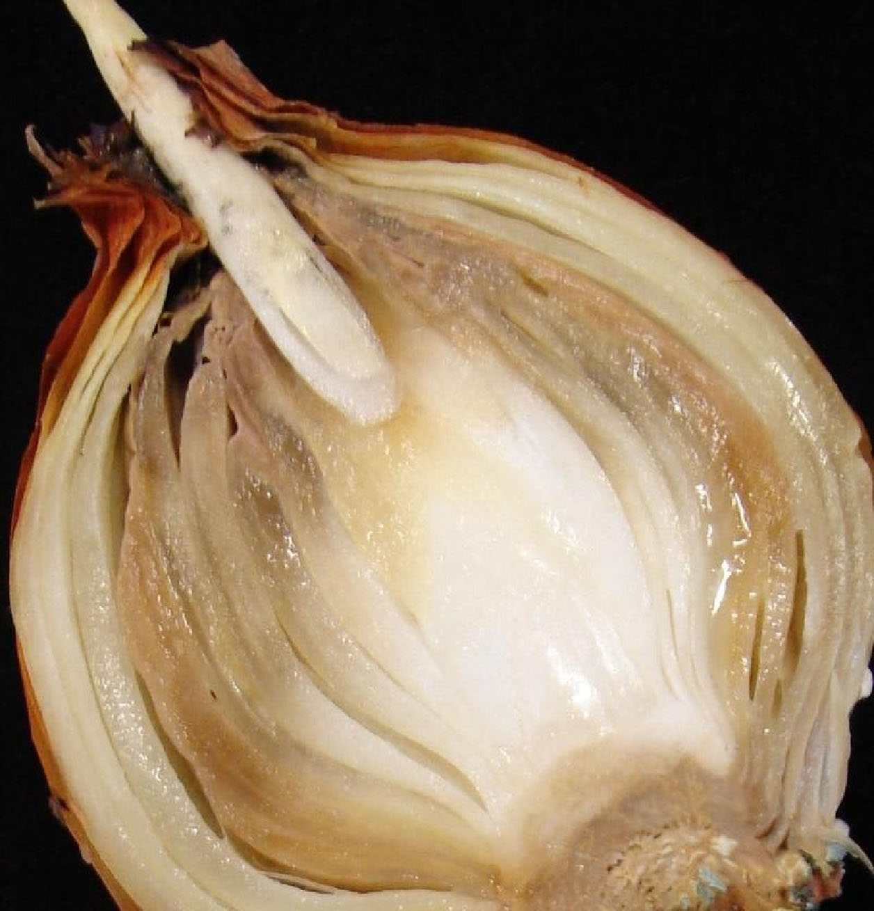 Podridão Mole da Cebola