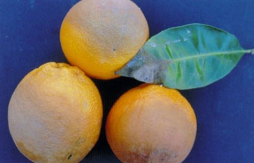 Podridão Parda dos Frutos