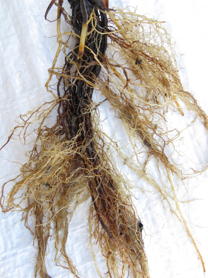 Podridão de Pythium