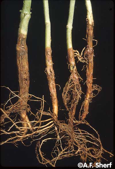 Podridão Radicular Seca