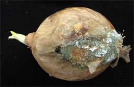 Podridão Verde da Cebola