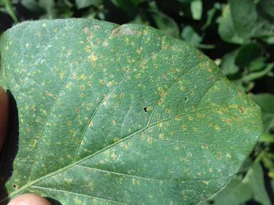 Pústula Bacteriana