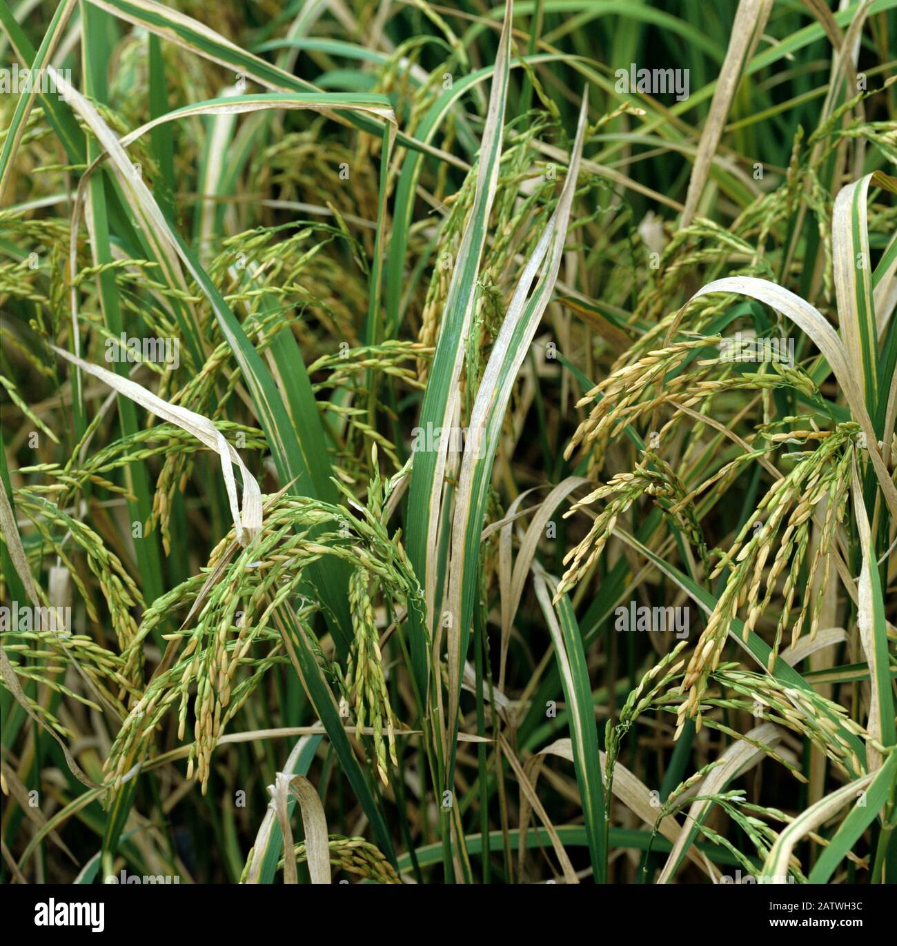 Queima Bacteriana do Arroz