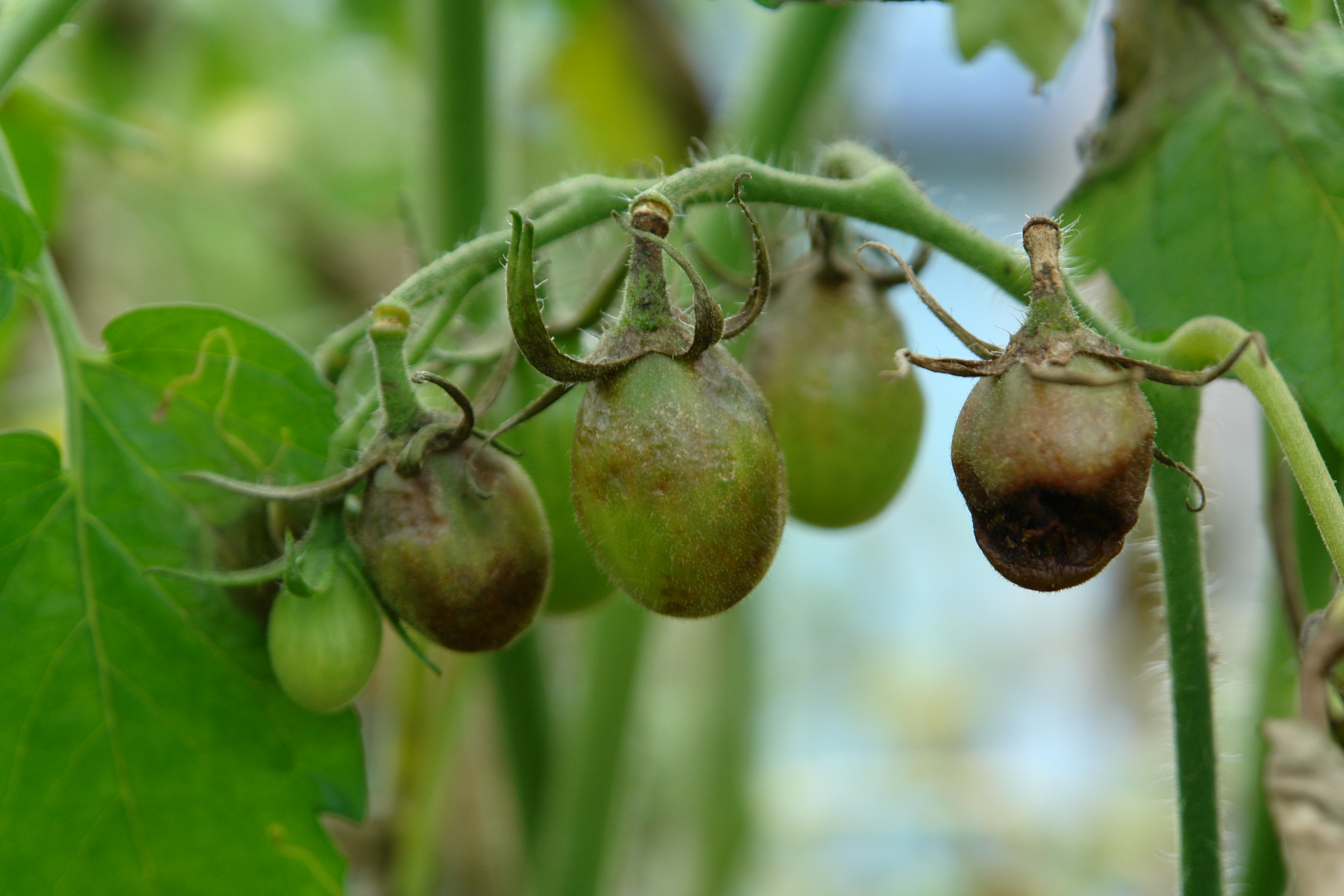 Requeima do Tomate