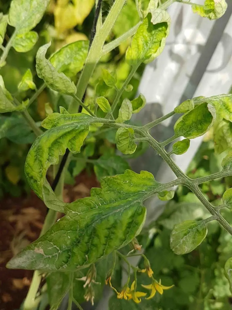 Geminivírus do Tomate