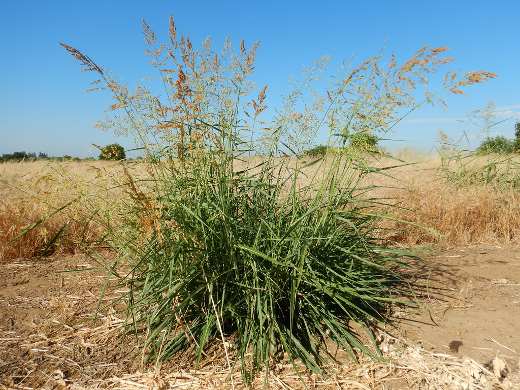 Capim-massambará