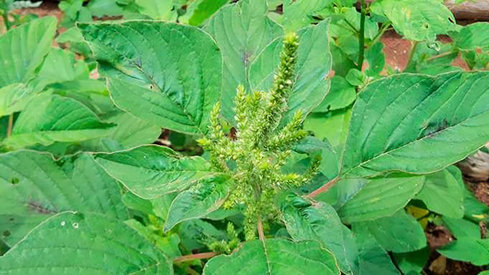 Caruru