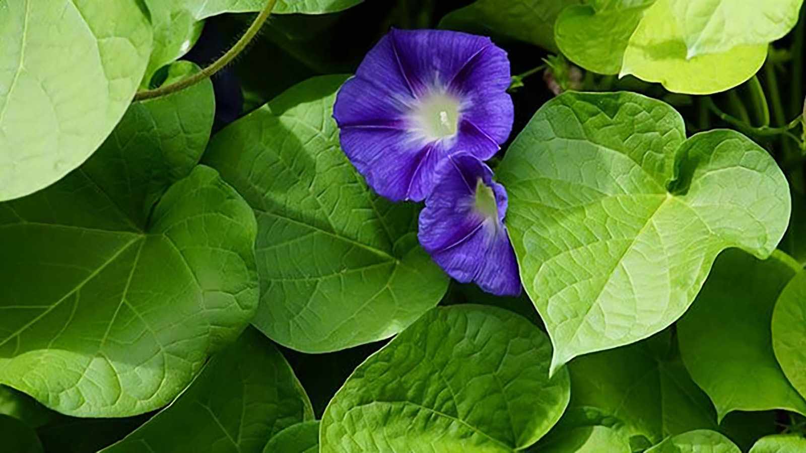 Corda-de-viola