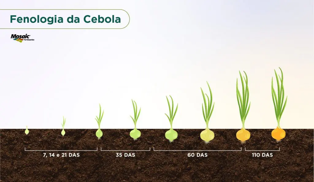 Cebola em estado vegetativo