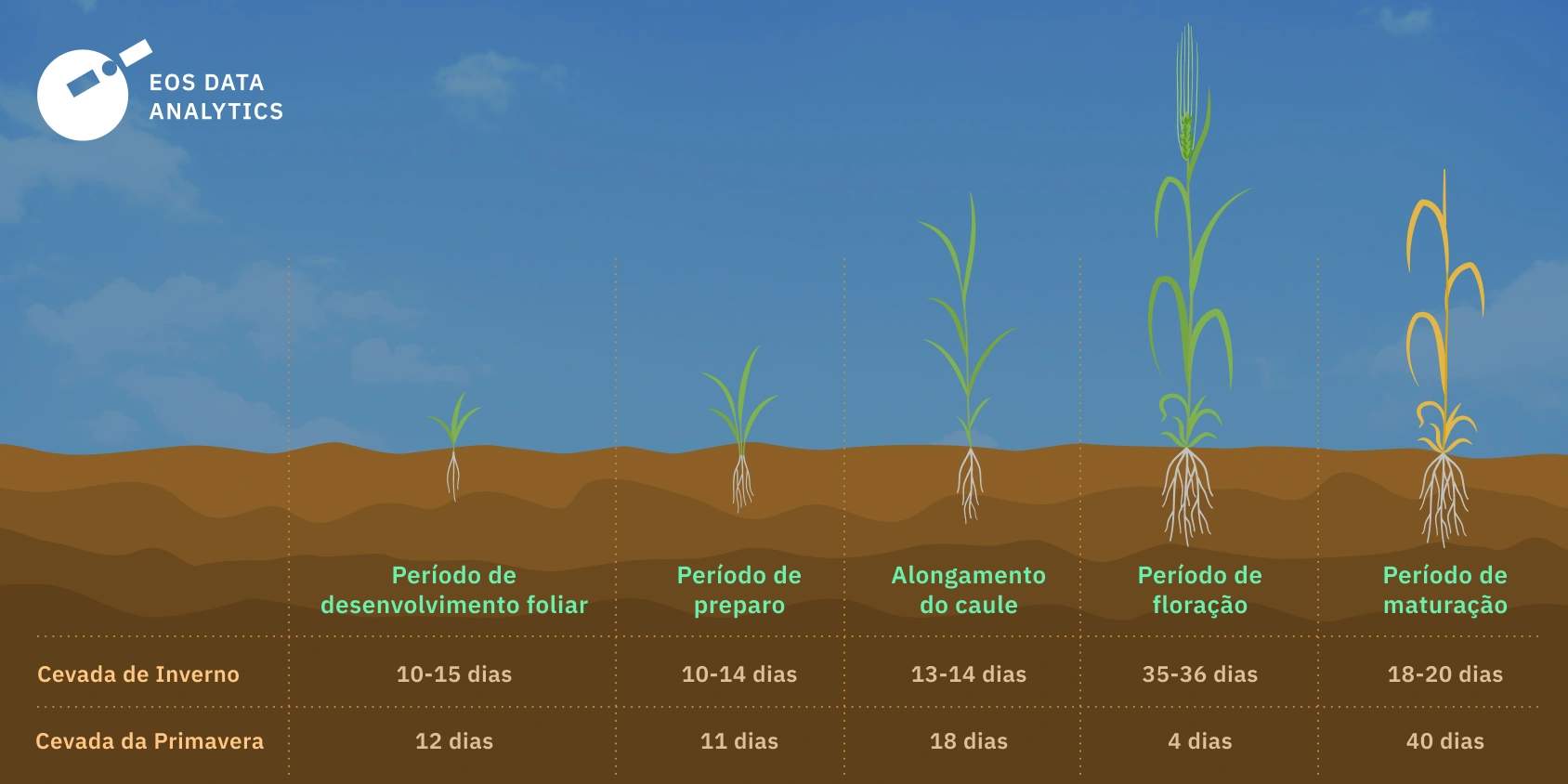 Cevada em estágio vegetativo