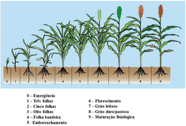Sorgo em estágio vegetativo