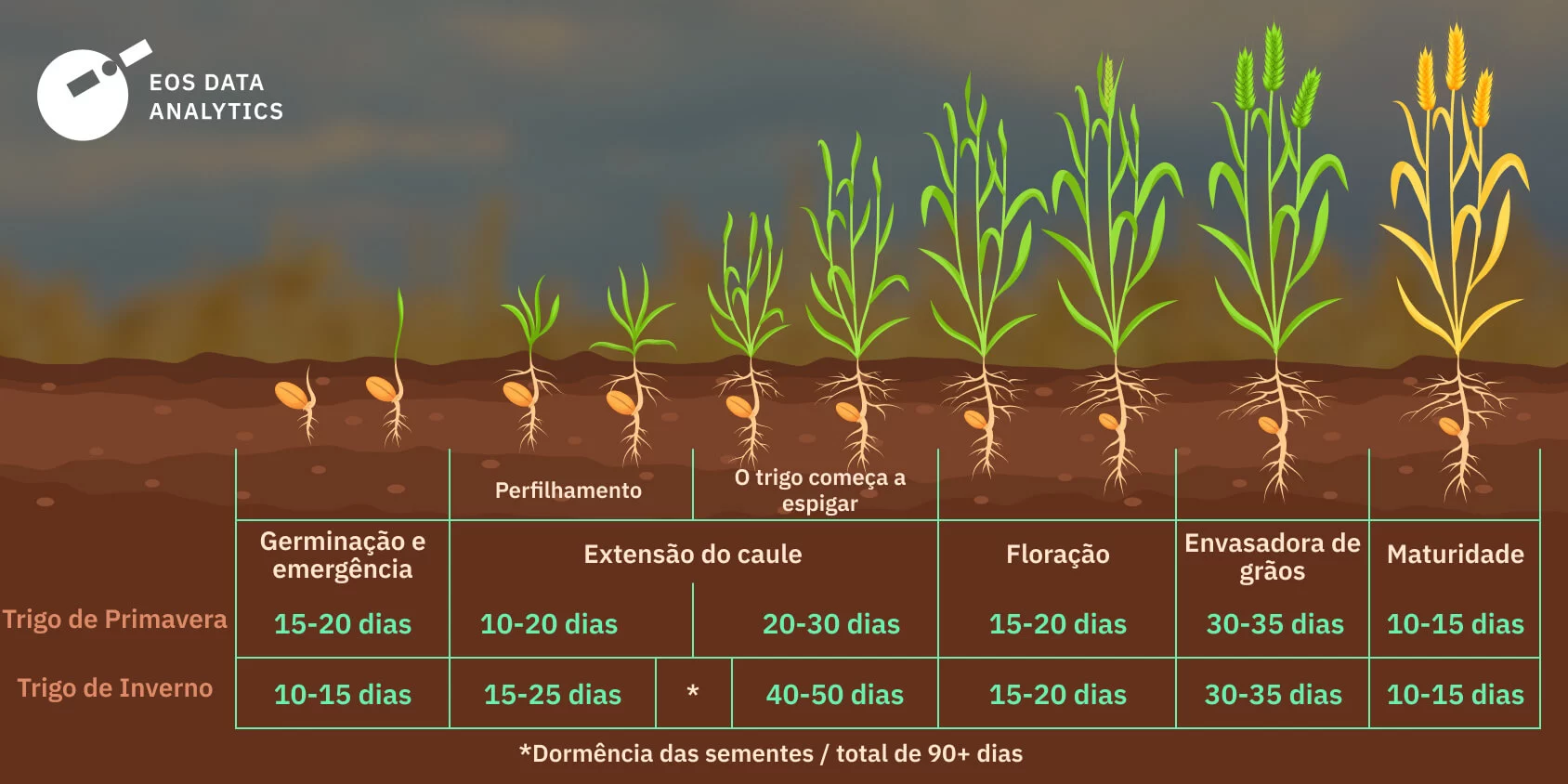 Trigo em estágio vegetativo