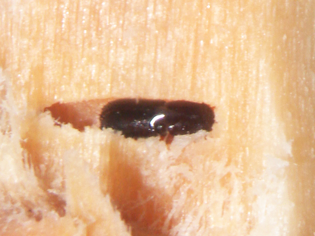 Broca-do-Pêssego