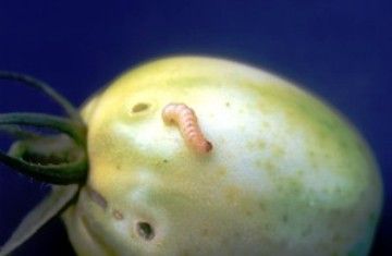 Broca-Pequena-do-Fruto