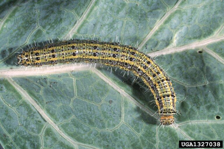 Curuquerê-da-Couve