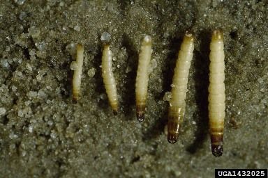 Larva-Arame