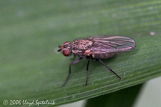 Mosca-da-Cebola