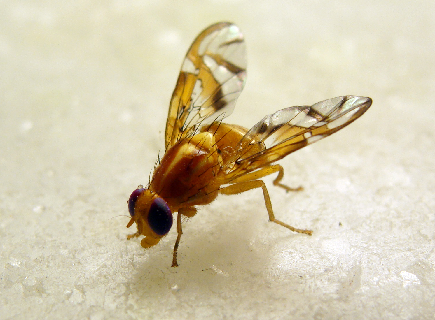 Mosca-das-Frutas