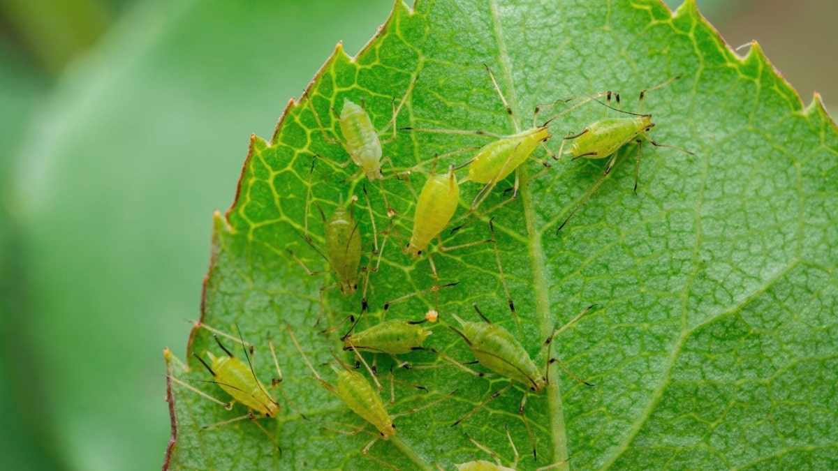 Pulgão-Verde-do-Alho